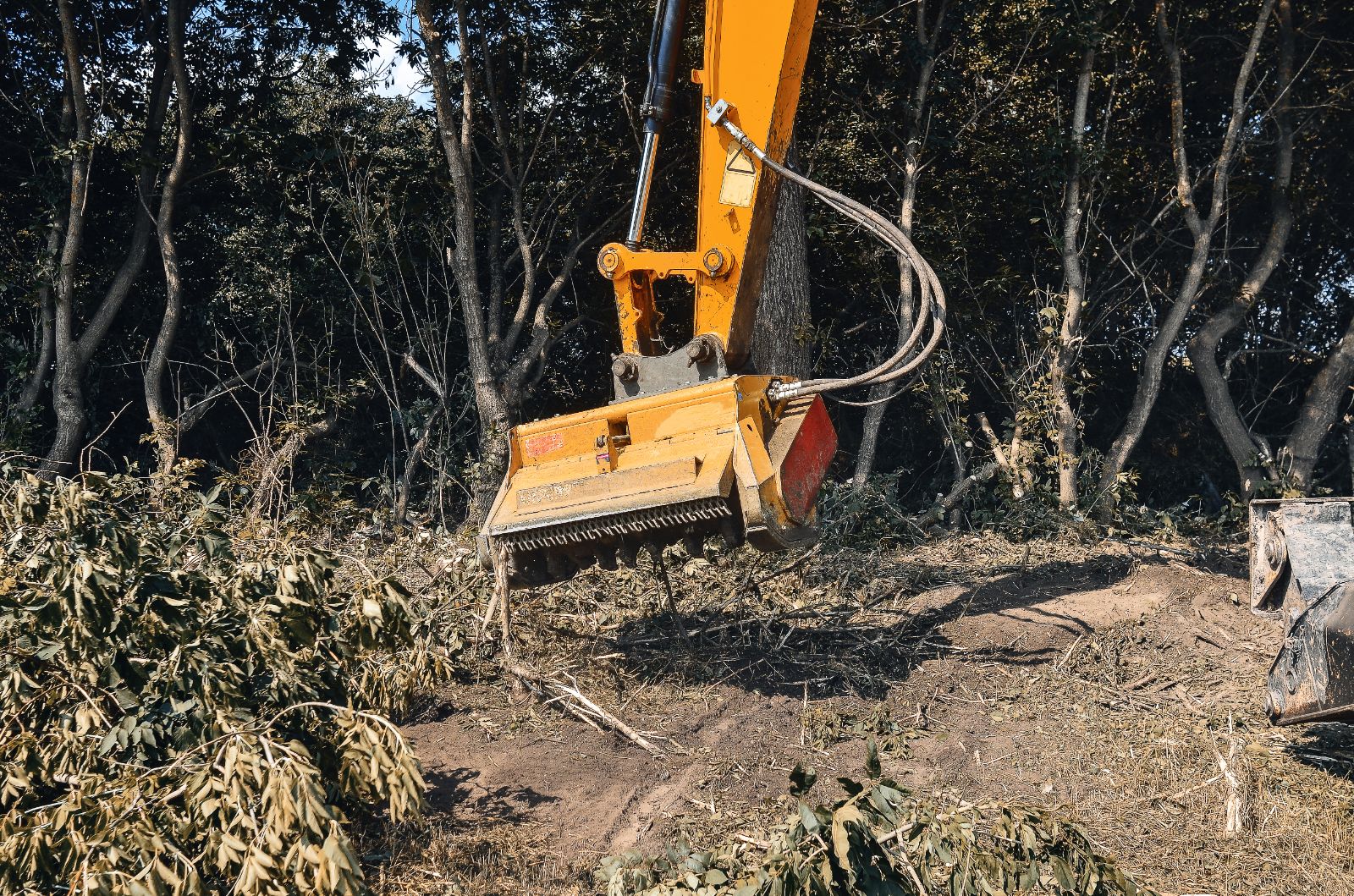 Tree Root Removal Service