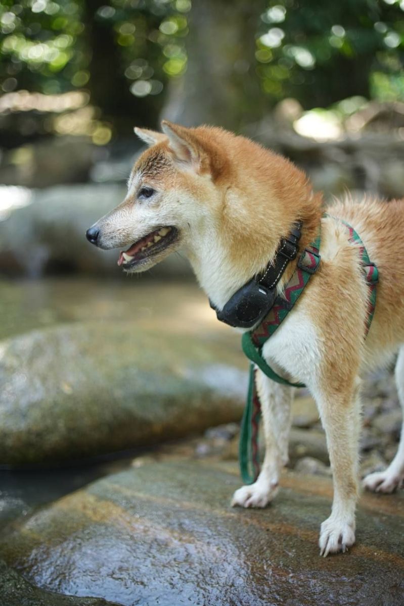 The Ultimate Guide to Pet GPS: Keeping Your Furry Friends Safe and Sound