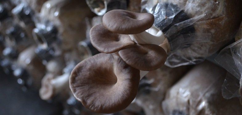 Oyster Mushroom Health Benefits