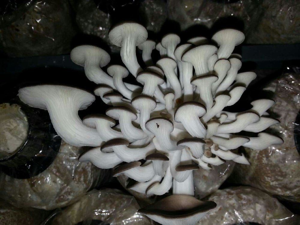 Oyster Mushroom for Sale
