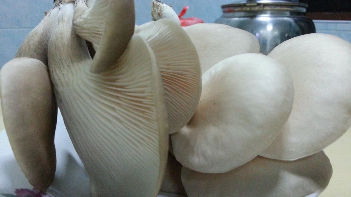Abalone Mushroom for sale 㹽