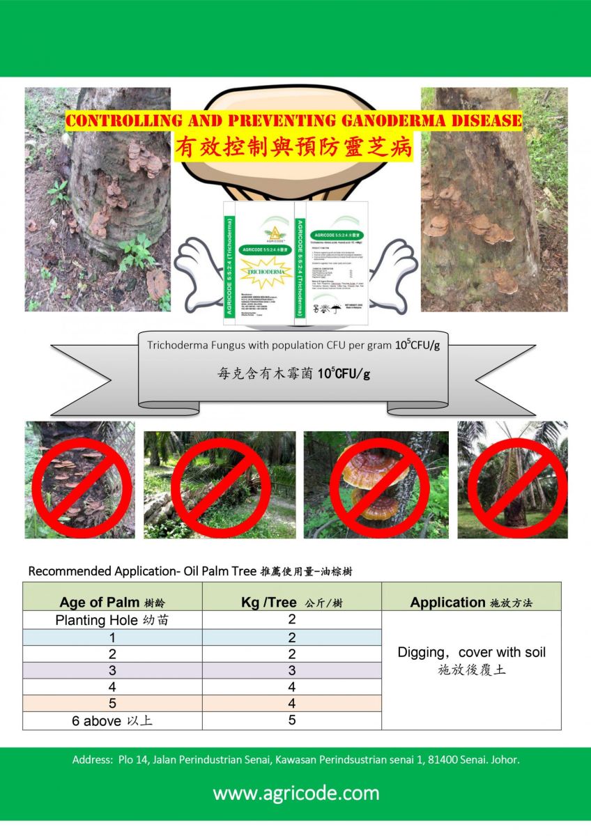 TRICHO 5524 : CONTROL AND PREVENTING GANODERMA DISEASE