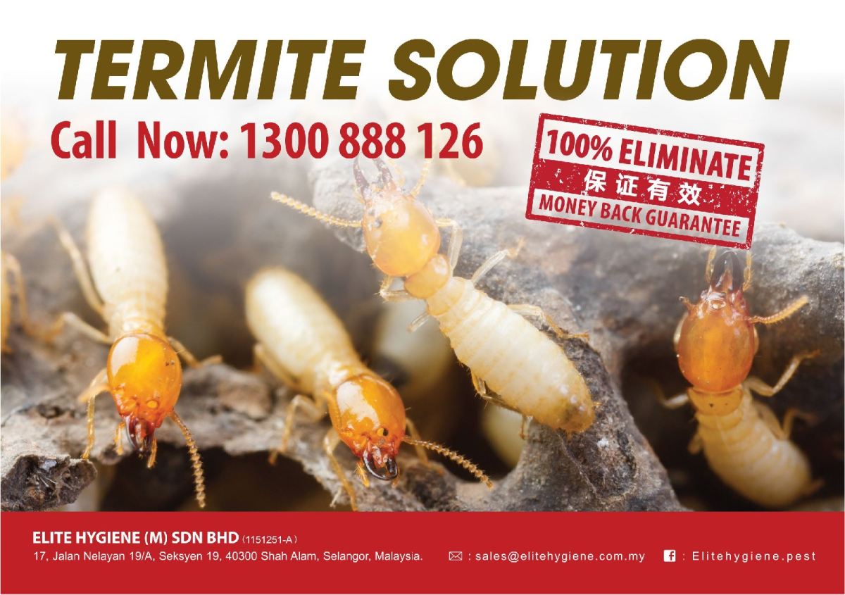 Termite Solution