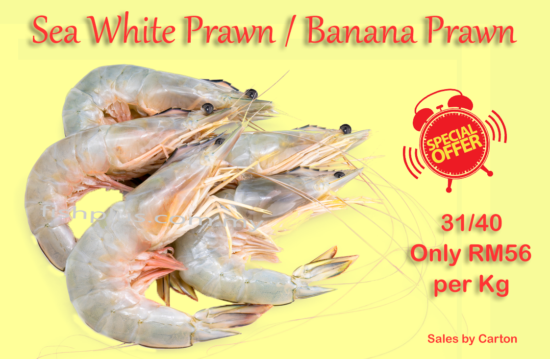 Sea White Prawn / Banana Prawn