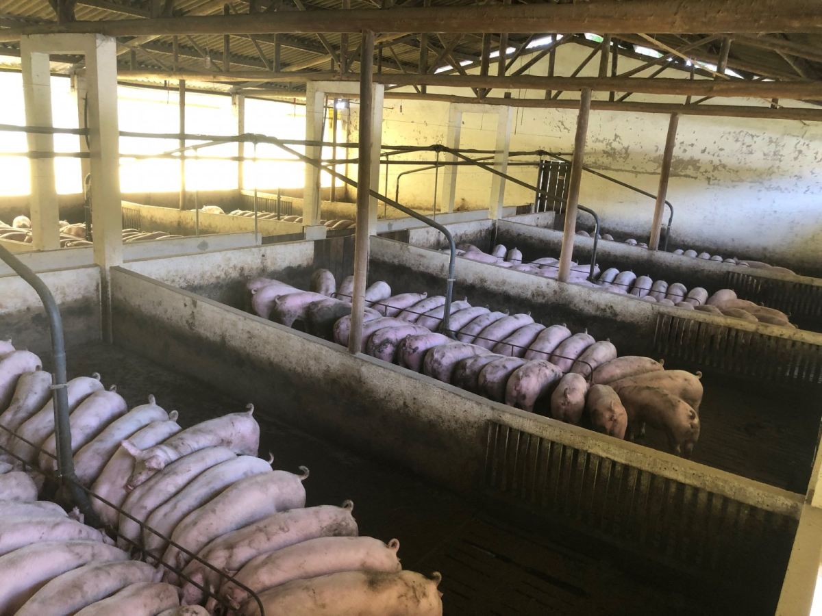 Recent increases in pork prices 'unprecedented', say butchers
