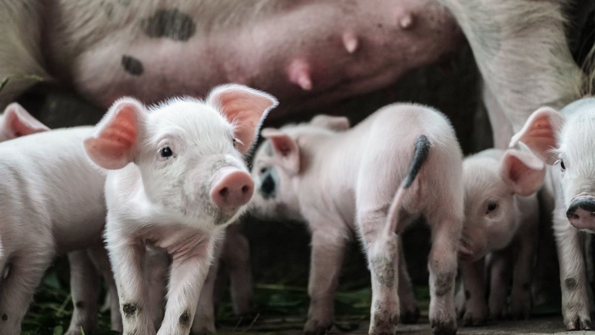 Unease among buyers over frozen pork being passed off as fresh