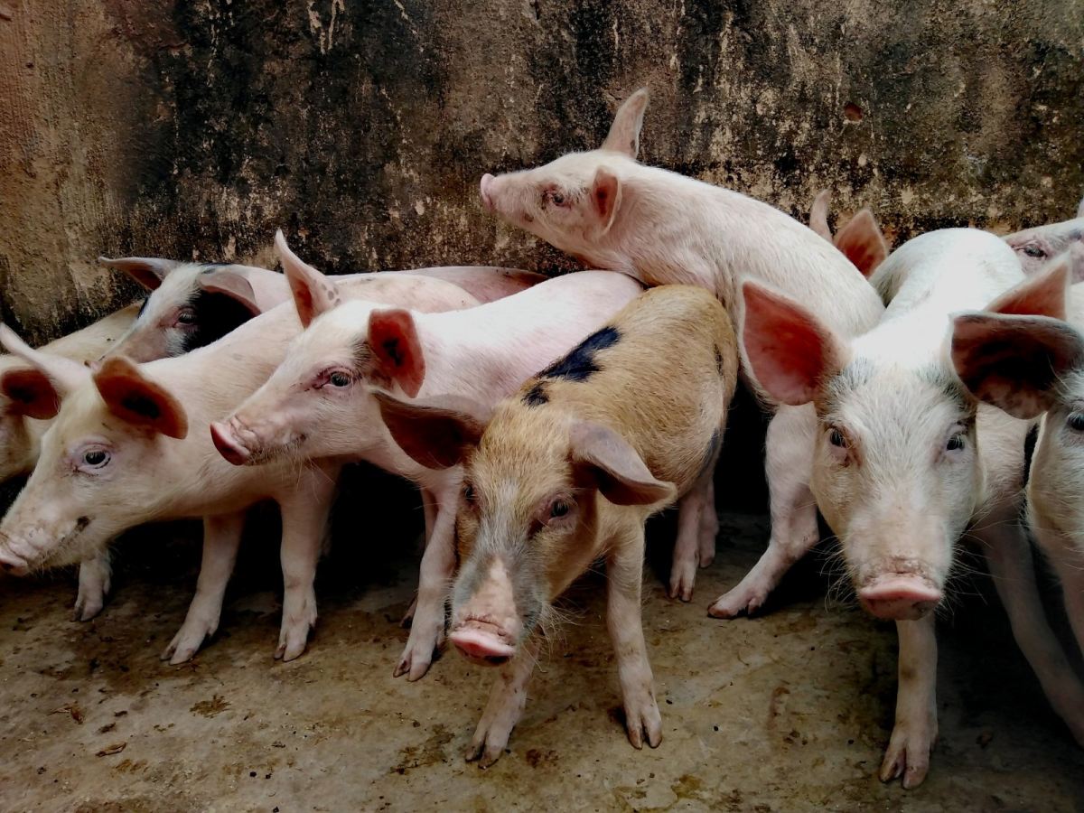 Pig farmers fret over ASF with some planning to quit industry