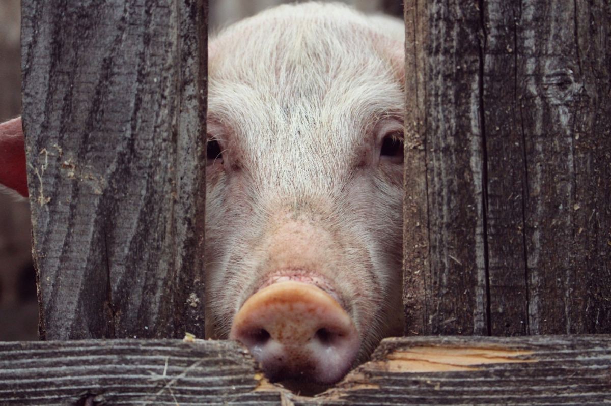 Lift freeze on pigs from Perak, urge Klang Valley butchers