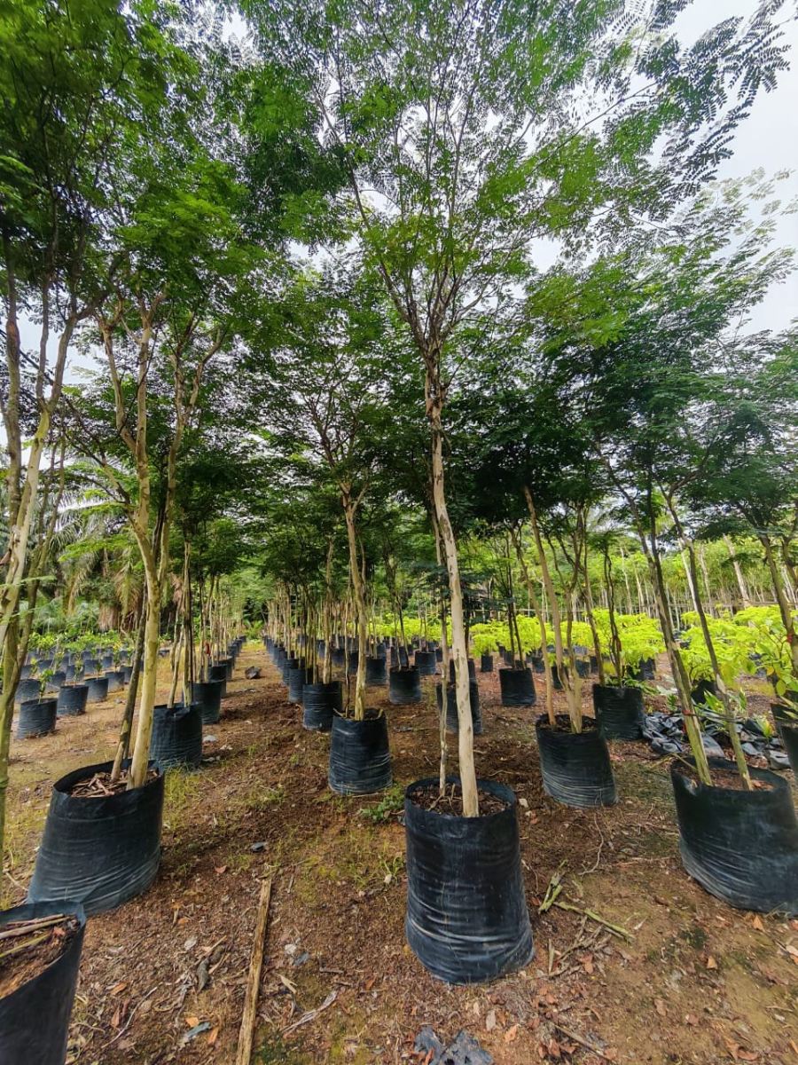 Caesalpinia Ferrea Multi-Trunk Cluster Trees �C A Living Statement of Elegance and Prestige