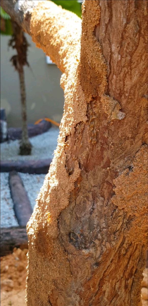 Can I Save a Tree with Termite Damage ?
