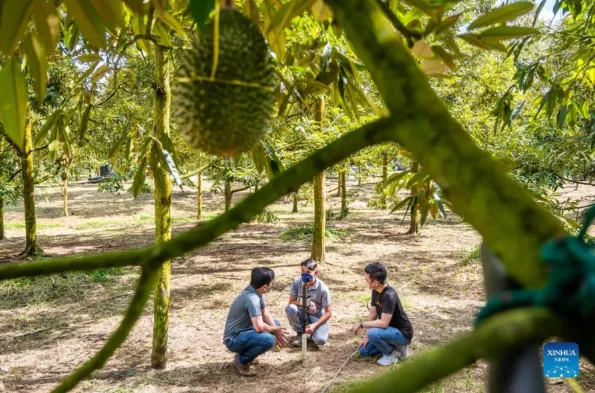 Regaltech- Alibaba Cloud Cooperation Seeding Agritech Revolution with Smart Durian Farming