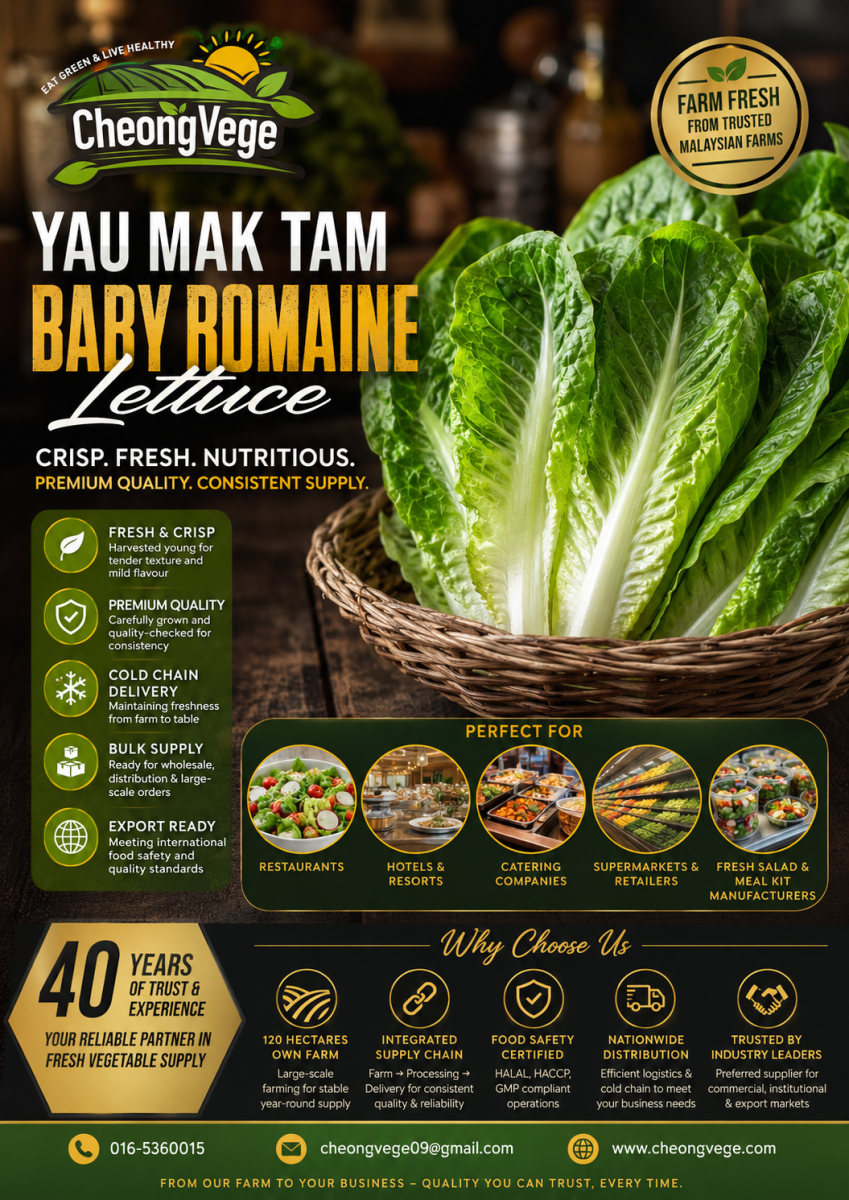 Baby Romaine Lettuce Malaysia | Yau Mak Tam Supplier for Restaurants, Hotels & Export Buyers | Cheong Vege