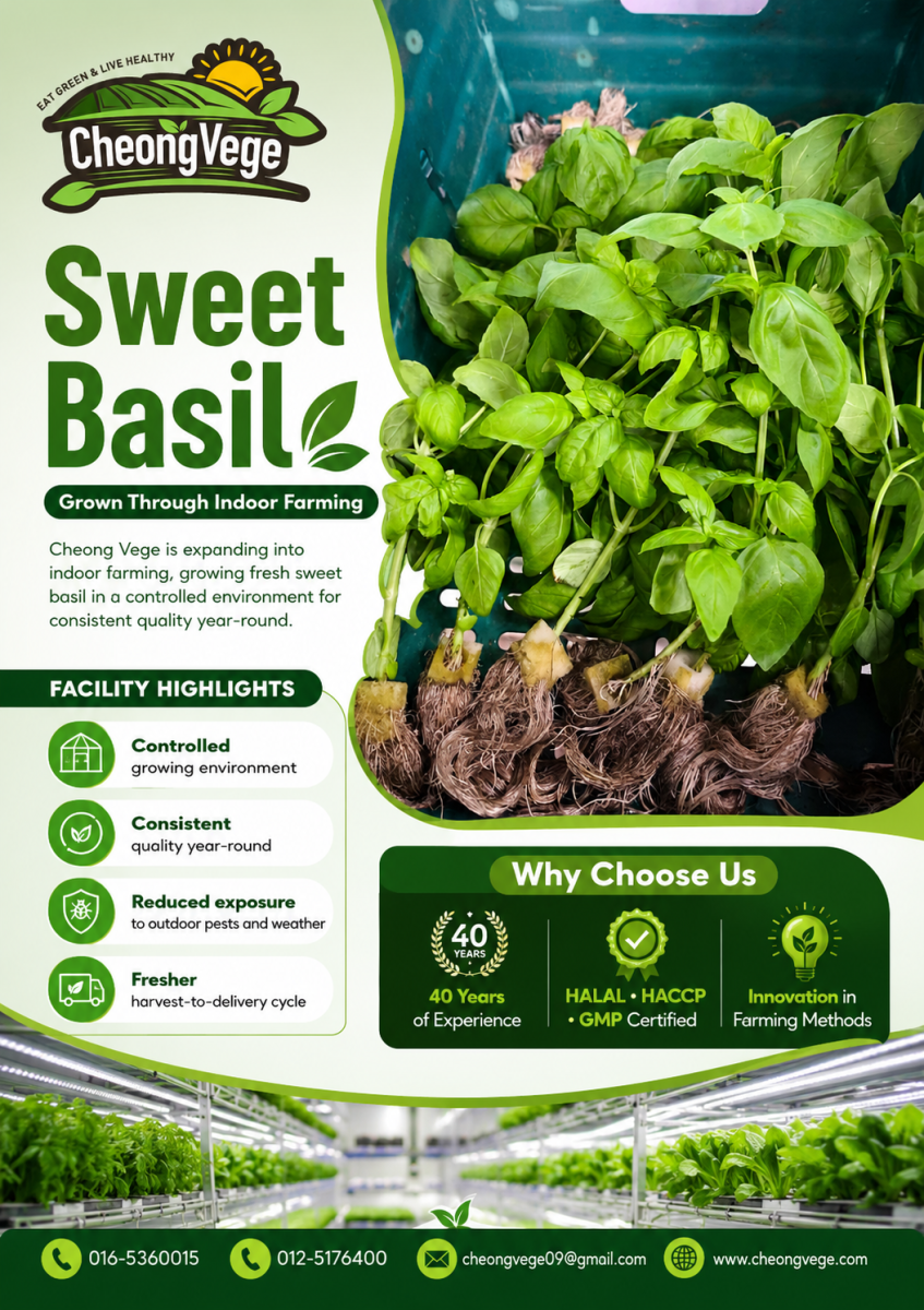 Sweet Basil Grown Through Indoor Farming  Export Quality �� Cheong Vege