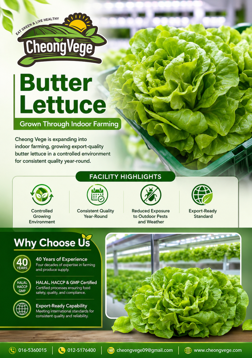 Butter Lettuce Grown Through Indoor Farming  Export Quality �� Cheong Vege