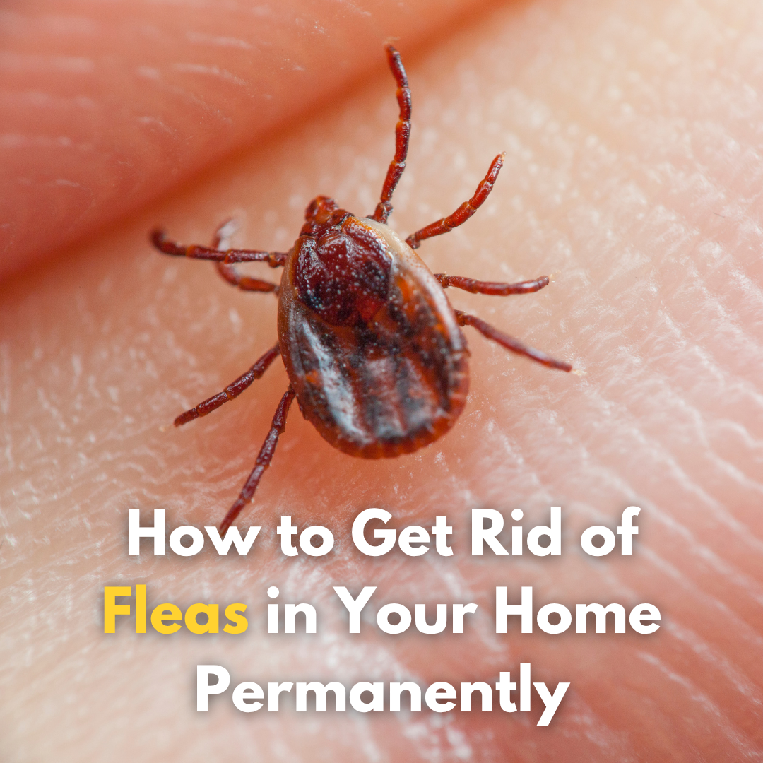 How to Get Rid of Fleas in Your Home Permanentl