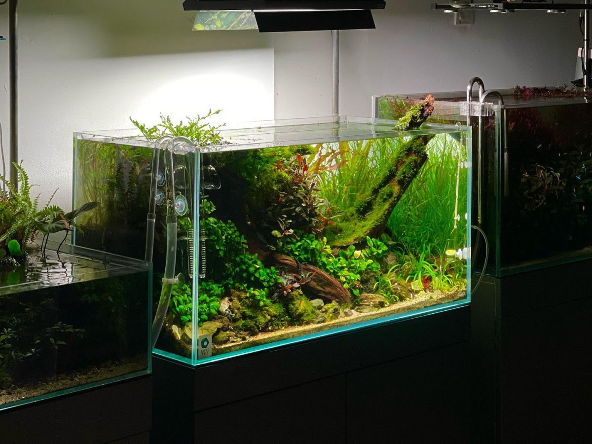 Aquascape Aquarium �� Transform Your Tank Into a Living Work of Art
