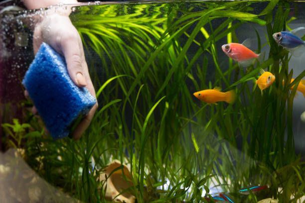 Aquarium and Pond Maintenance Services �� Keep Your Water World Clean and Healthy
