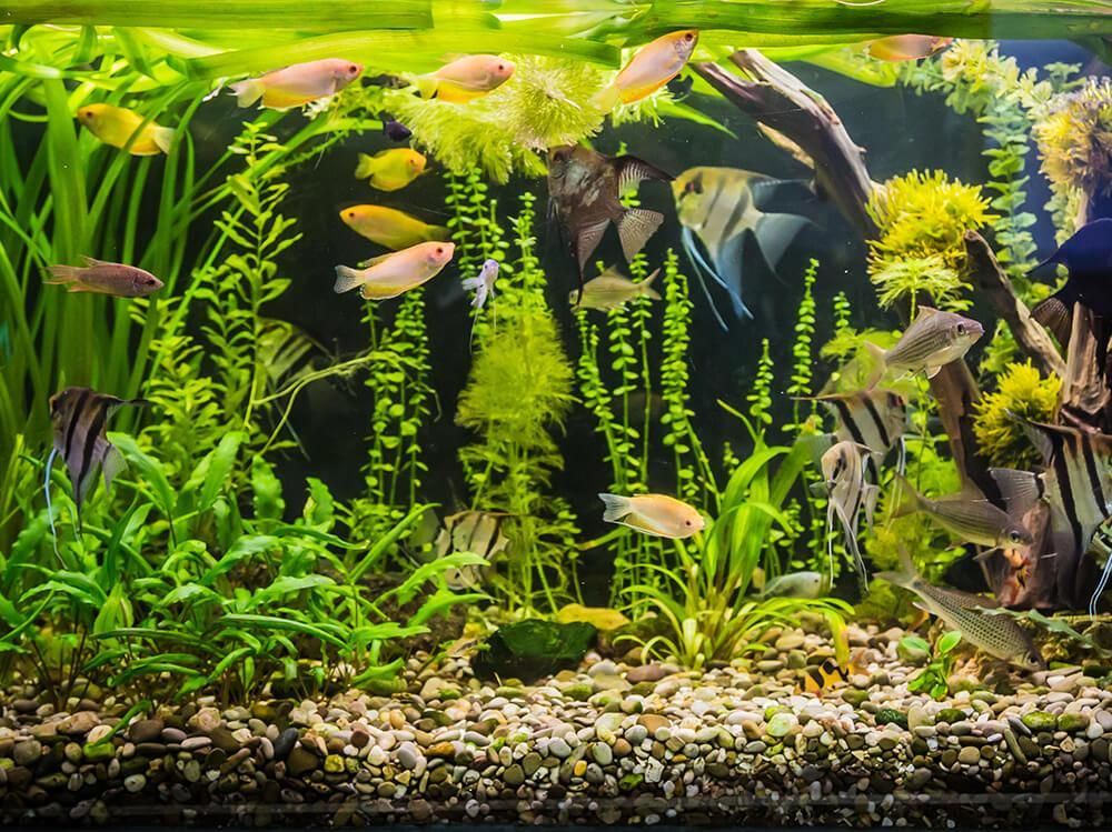 Planted Tank Setup �� A Beginner's Guide to Starting a Beautiful Planted Aquarium