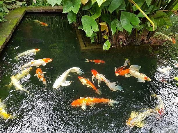 Koi Pond Malaysia �� Build and Maintain a Beautiful Koi Pond at Your Home