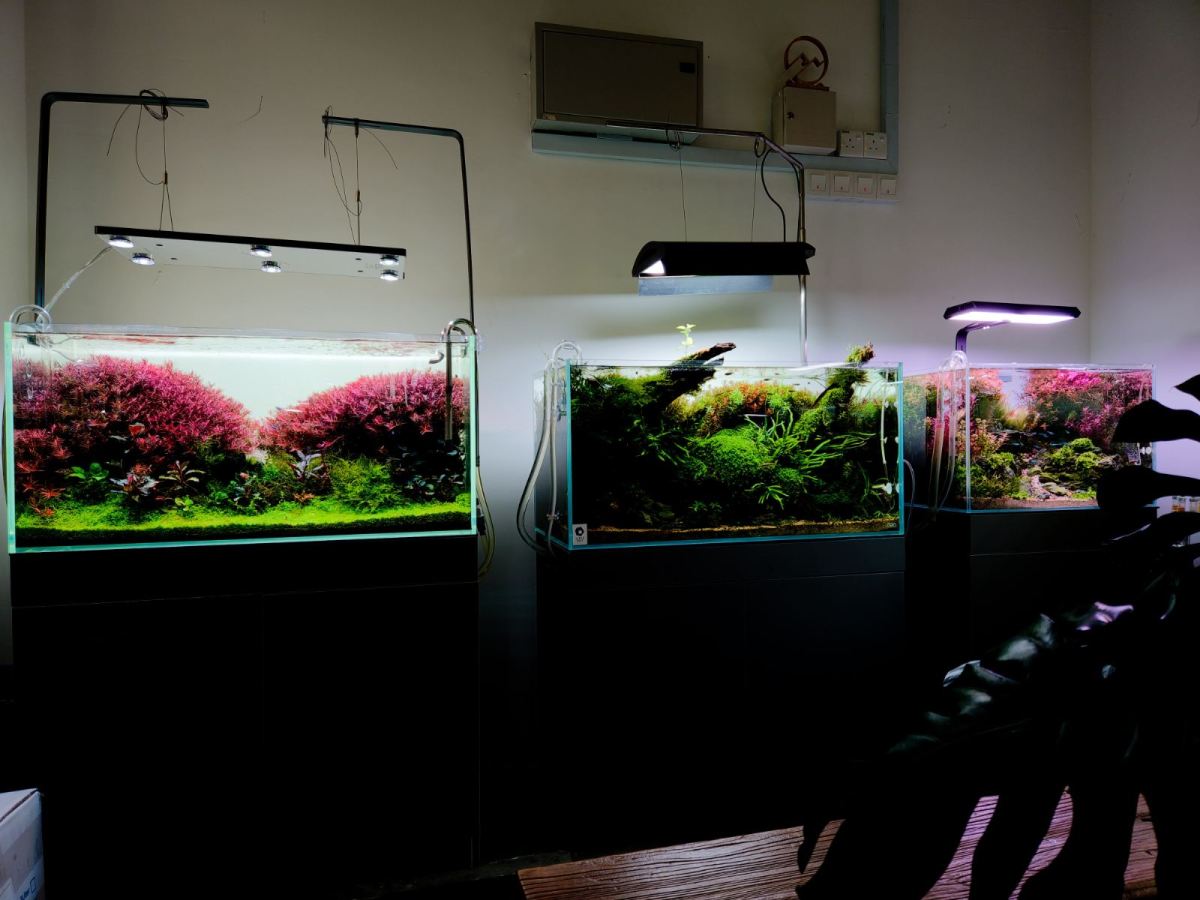 Aqua Nature Malaysia | Custom Aquarium Design & Maintenance Selangor KL