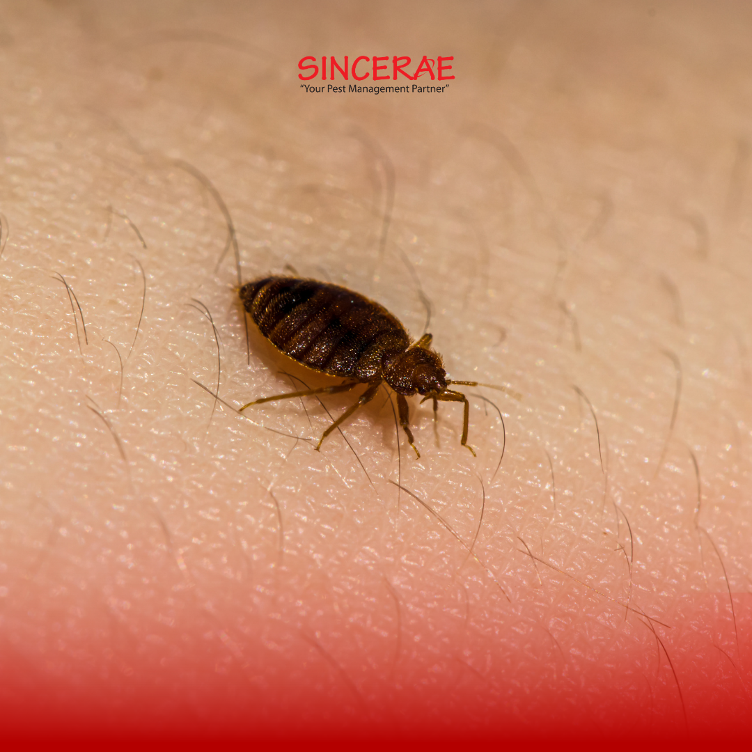 Bedbug Infestation in Malaysia: Everything I Need to Know About Bedbug Treatment 