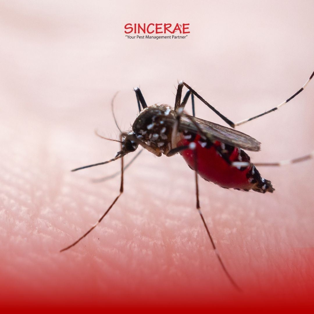Mosquito Control in Kuala Lumpur, Malaysia: Where Dengue Mosquitoes Really Breed 