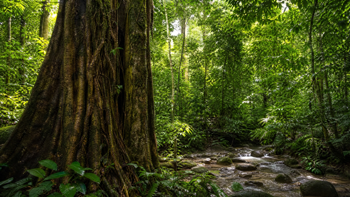 ESG Consultant Malaysia: Navigating 2026 Regulations and Unlocking Sustainable Growth