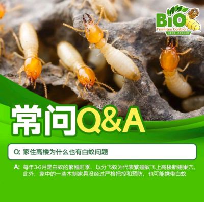 Q&A

Qס¥ΪʲôҲа
Aÿ3-6ǰϵķֳԷַΪֳϷϸ¥½Ѩ⣬еһЩľƼҾûϸѿغԤҲЯ

Bio Termites Control ϶ģʽ
ʦһ˽ɣ
ð