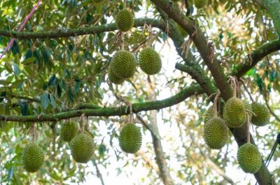 Durian Season 2024: Impact on Singapore Fruit Suppliers