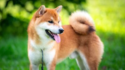 Thinking of getting a Shiba Inu as a pet?