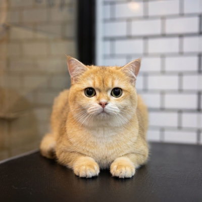 Kitten Feeding & Weaning Guide: From Milk to Solid Food, Week by Week