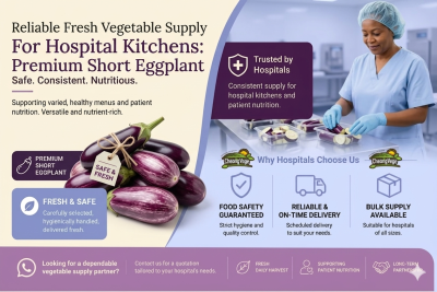 Premium Short Eggplant Supply for Hospital Kitchens