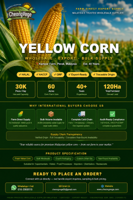 Reliable Fresh Yellow Corn Supply �� Farm Direct, Certified, Export-Ready
