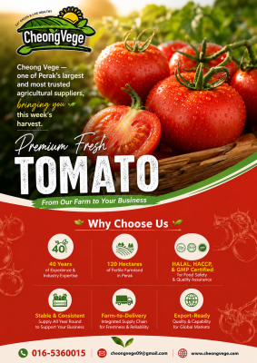 Premium Fresh Tomato Supplier Malaysia  Export Quality Tomatoes   Cheong Vege