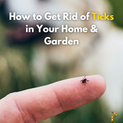 How to Get Rid of Ticks in Your Home & Garden