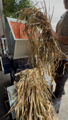 Kedah Mushroom Grower Tests Agricultural Waste Crusher for Napier Grass, Rice Straw, Corn Cobs and Kenaf