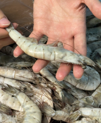 The IQF White Shrimp Made for Steamboat Restaurants