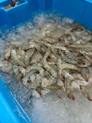 Fresh Shrimp Meat �� Peeled, Deveined & No Additives