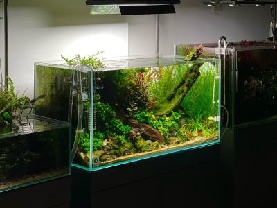 Aquascape Aquarium �� Transform Your Tank Into a Living Work of Art