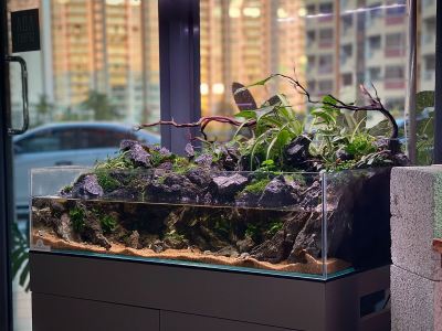 Paludarium �� The Ultimate Land and Water Ecosystem in One Tank