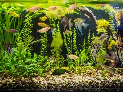 Planted Tank Setup �� A Beginner's Guide to Starting a Beautiful Planted Aquarium