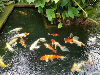 Koi Pond Malaysia �� Build and Maintain a Beautiful Koi Pond at Your Home