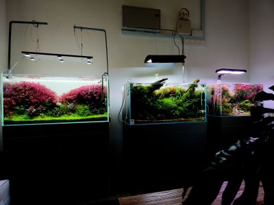 Aqua Nature Malaysia | Custom Aquarium Design & Maintenance Selangor KL