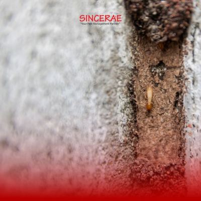 What To Do When You See Termites at Home: A Complete Malaysian Homeowner's Guide