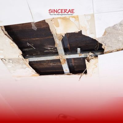 Rats in the ceiling? A Malaysian Homeowner's Guide to Identifying Ceiling Pests