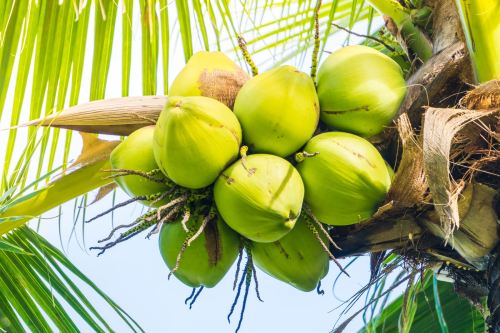 The Rising Popularity of Fragrant Coconuts from Malaysia and Thailand in Singapore