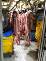 Pork Proccesing Chiller Room