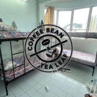 Hostel Furniture | High Density Mattress and Metal Bed Frame for Coffee Bean and Tea Leaf