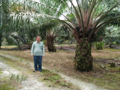 Oil Palm Fertilizer- Sabah Lawas (Miracle' Customer)