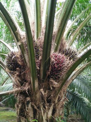 Palm Oil Farm- Sabah Lawas (Miracle' Customer)
